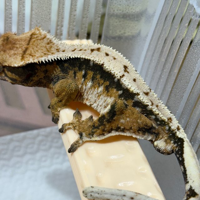 트라이 드리피 화이트스팟