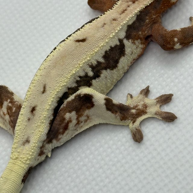 릴리 세이블 100%헷아잔틱