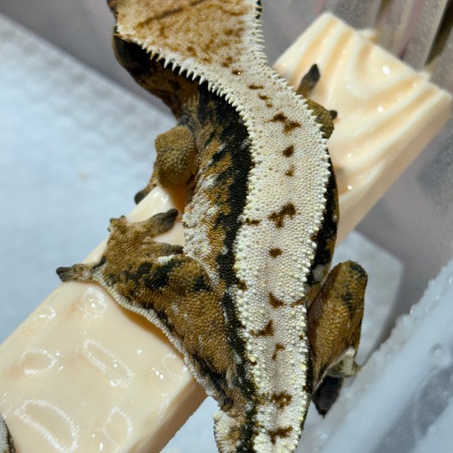 트라이 드리피 화이트스팟