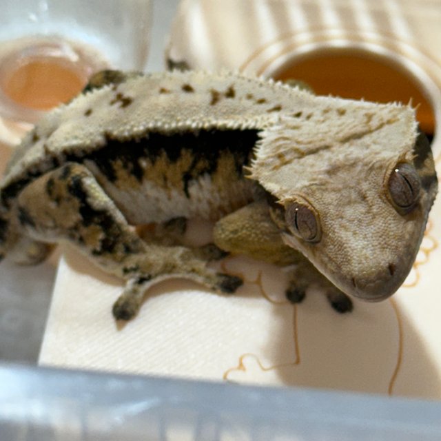 트라이 드리피 화이트스팟