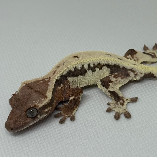 릴리 세이블 100%헷아잔틱