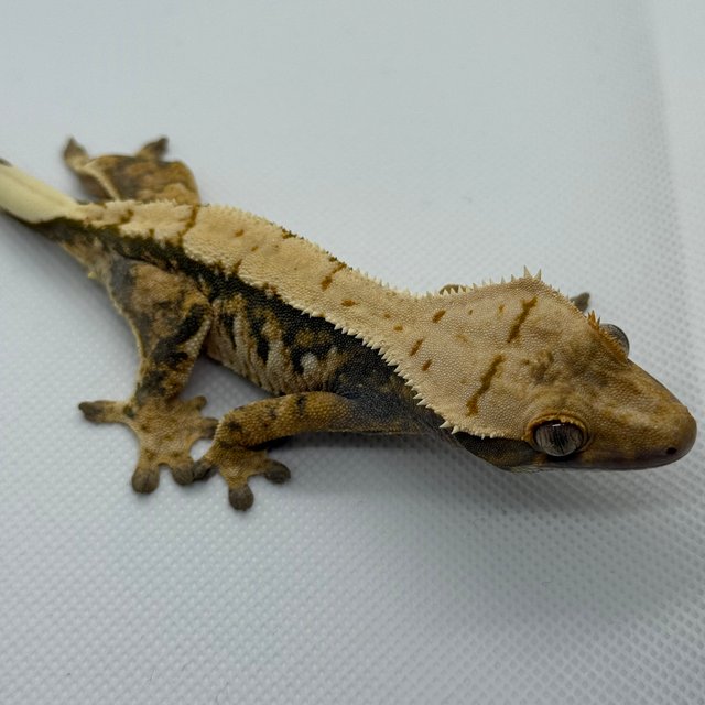 트라이 익스트림할리퀸