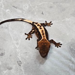 세이블 100%헷아잔틱