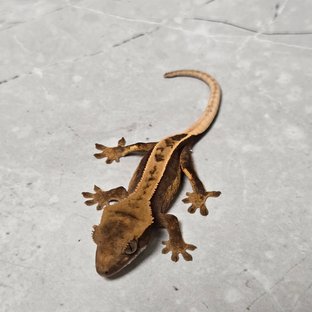 풀핀 쿼드 100%헷아잔틱