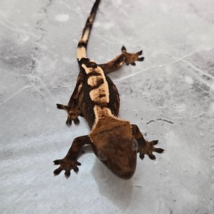 세이블 100%헷아잔틱