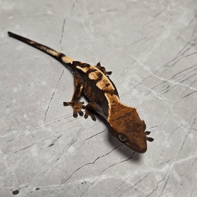 세이블 100%헷아잔틱