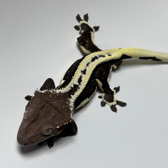 릴잔틱
