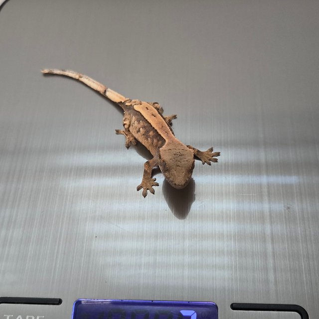 세이블 100%헷아잔틱