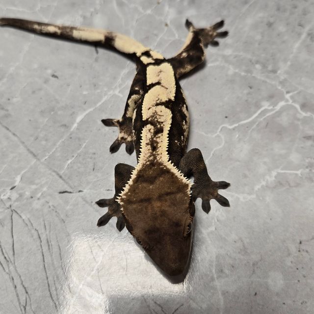 다크 세이블