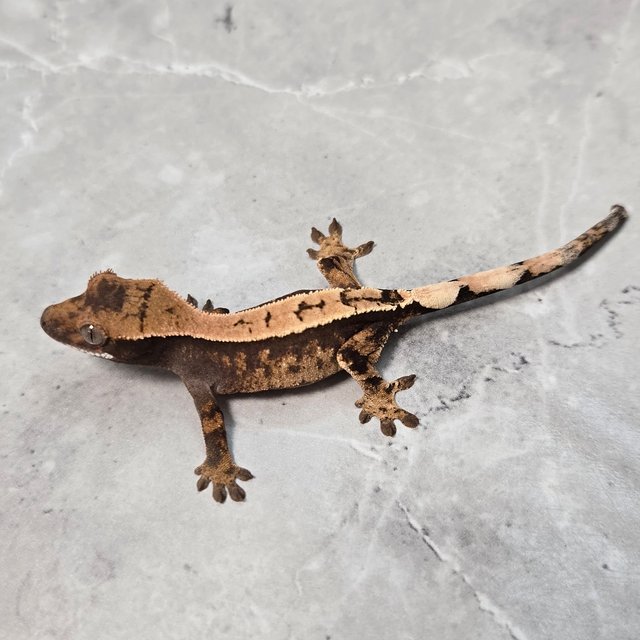 세이블 100%헷아잔틱