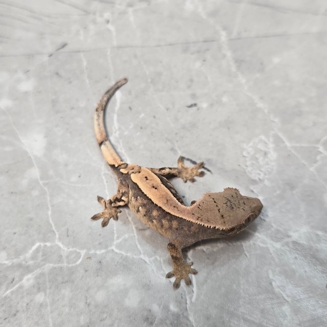 세이블 100%헷아잔틱