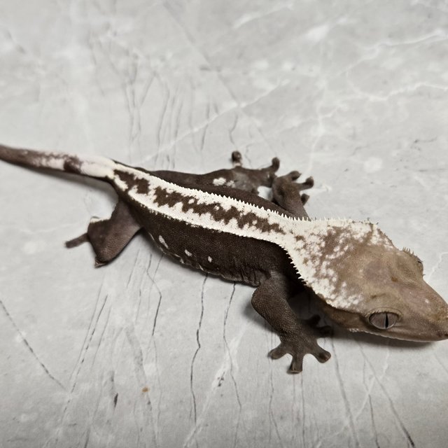 아잔틱