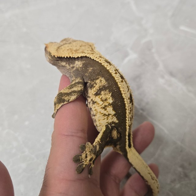 노멀 풀핀 쿼드