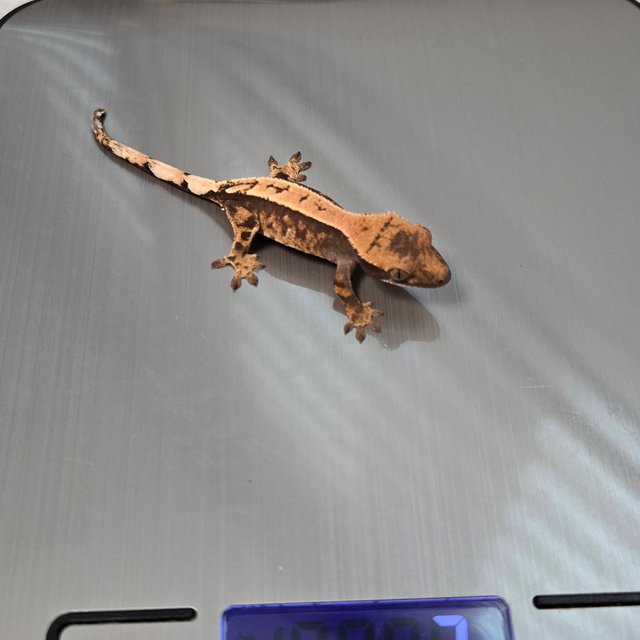 세이블 100%헷아잔틱