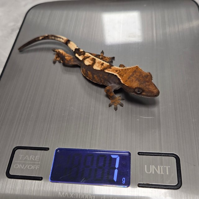 세이블 100%헷아잔틱