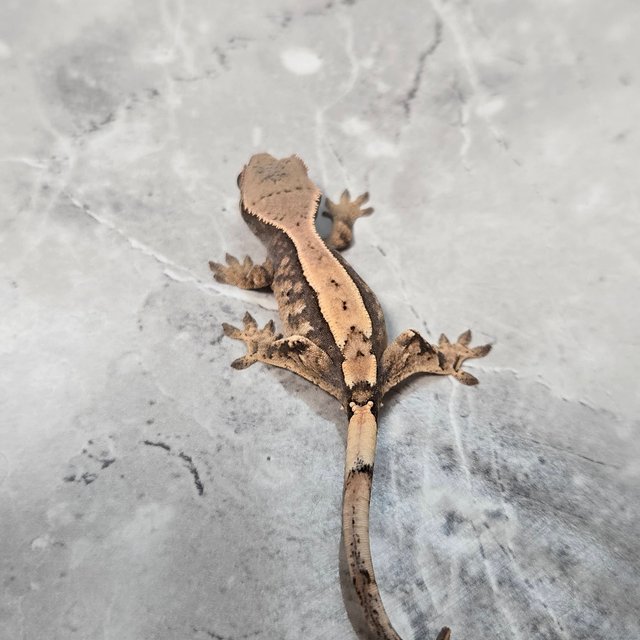 세이블 100%헷아잔틱