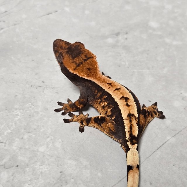 세이블 100%헷아잔틱