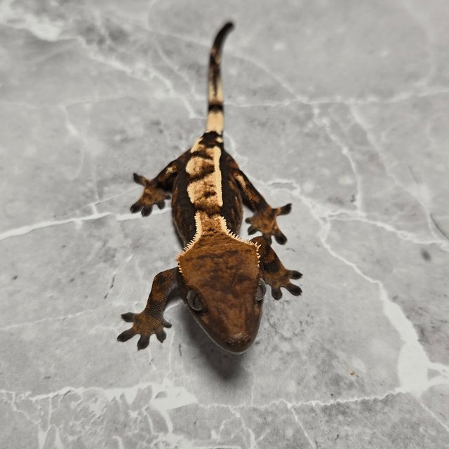 세이블 100%헷아잔틱