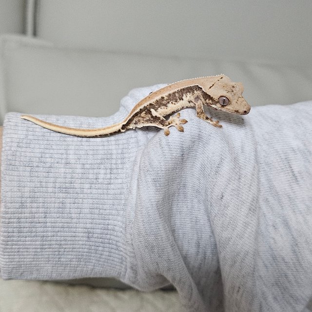 릴리화이트 솔리드백