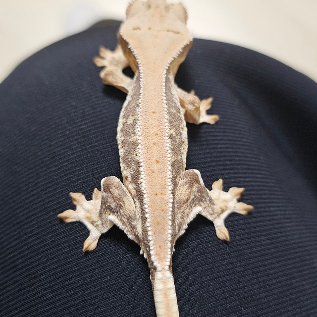 릴리화이트 솔리드백