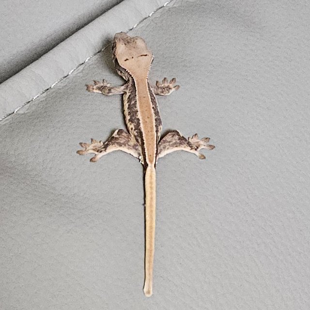 릴리화이트 솔리드백