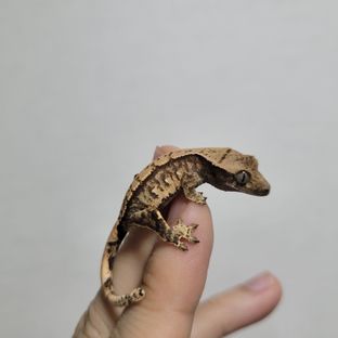 트라이