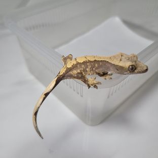 익스트림할리퀸