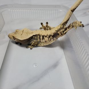박씨