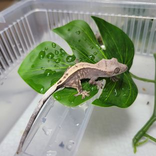 세이블 풀핀