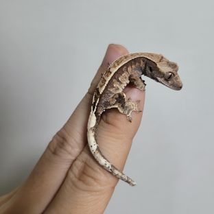 카푸치노 핀스트라이프