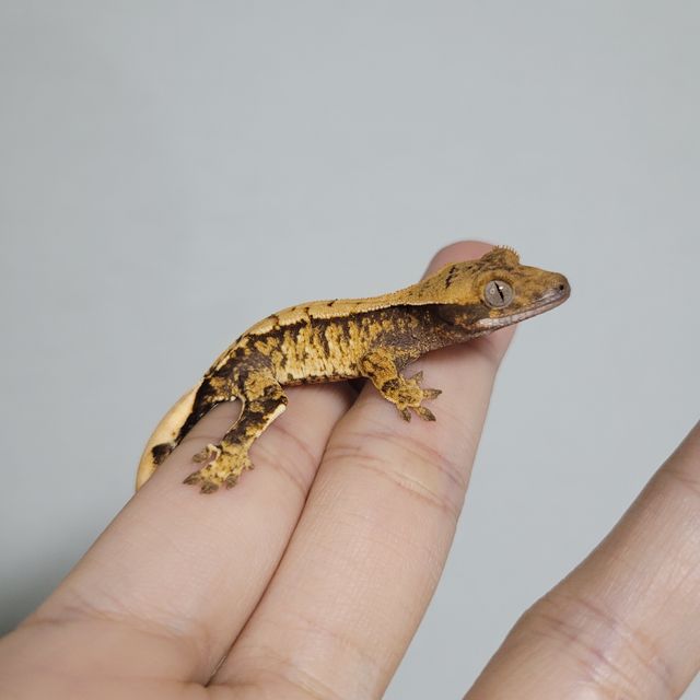 트라이