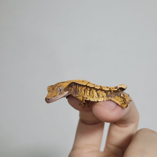 트라이