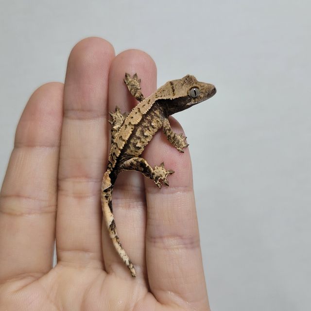트라이