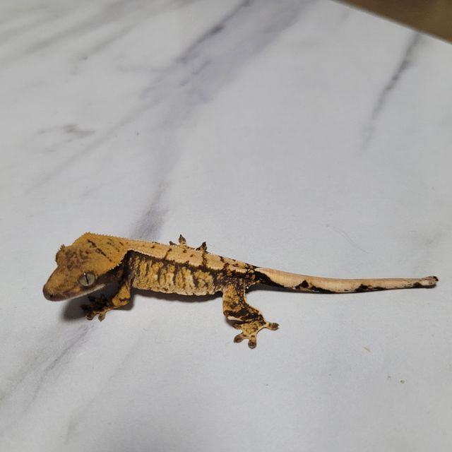 트라이