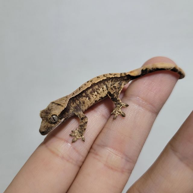 트라이