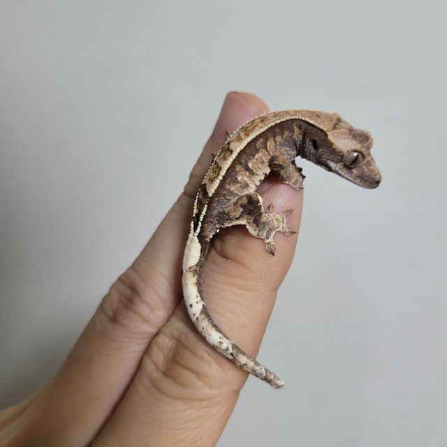 카푸치노 핀스트라이프