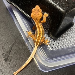 노멀 슈퍼스트라이프