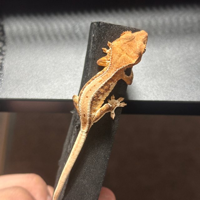 릴리화이트 100%헷아잔틱