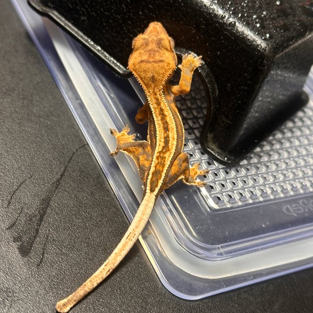 노멀 슈퍼스트라이프