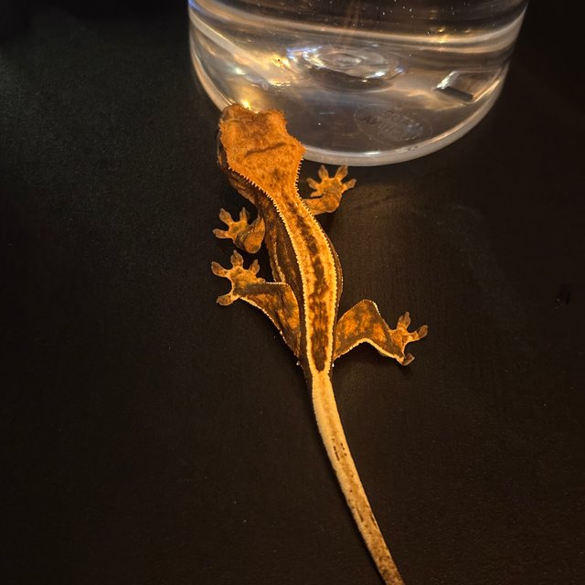 노멀 슈퍼스트라이프