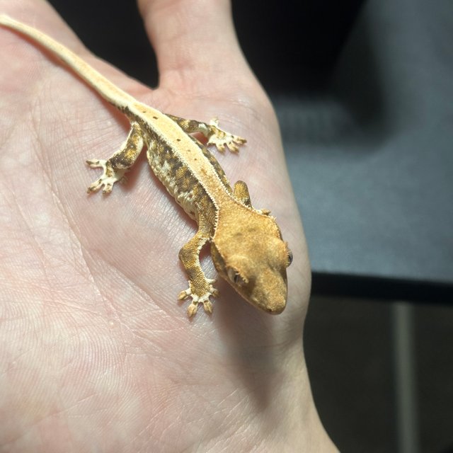 릴리화이트 100%헷아잔틱