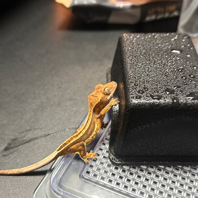 노멀 슈퍼스트라이프