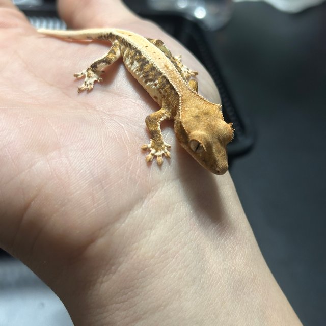 릴리화이트 100%헷아잔틱