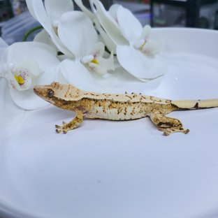 백호꽃송