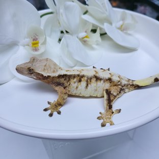 꽃송이