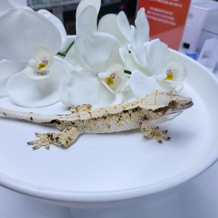 백호