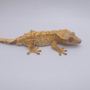베라