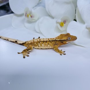 주몽송이