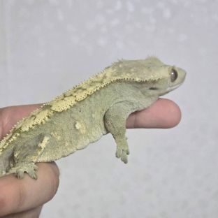 100%헷아잔틱