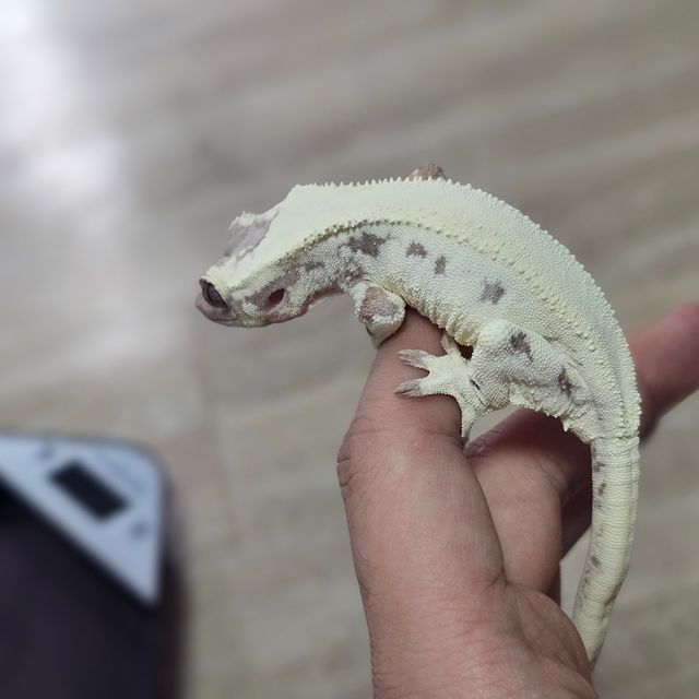 릴리 세이블